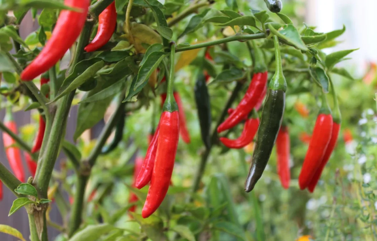 עוד לפני שטעמתם: גאדג’ט חדש שיודע עד כמה חריף האוכל עוד לפני שטעמתם: גאדג’ט חדש שיודע עד כמה חריף האוכל