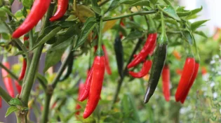 עוד לפני שטעמתם: גאדג&rsquo;ט חדש שיודע עד כמה חריף האוכל