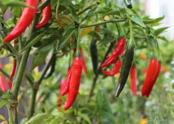 עוד לפני שטעמתם: גאדג’ט חדש שיודע עד כמה חריף האוכל עוד לפני שטעמתם: גאדג’ט חדש שיודע עד כמה חריף האוכל