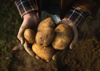 תפוחי אדמה במקרר? כן, וזה אפילו מומלץ
