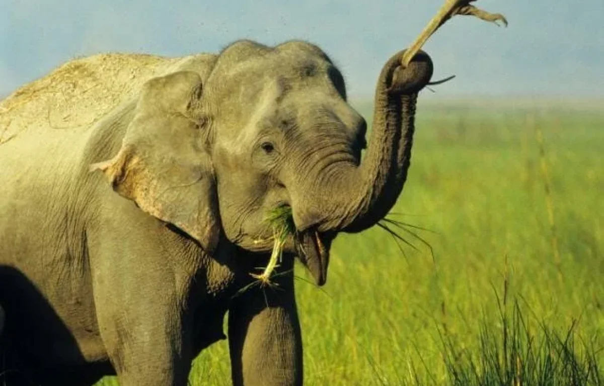 הפיל שהתמכר ללטאות תועד משחק ביער