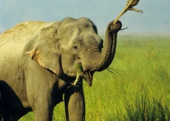 הפיל שהתמכר ללטאות תועד משחק ביער