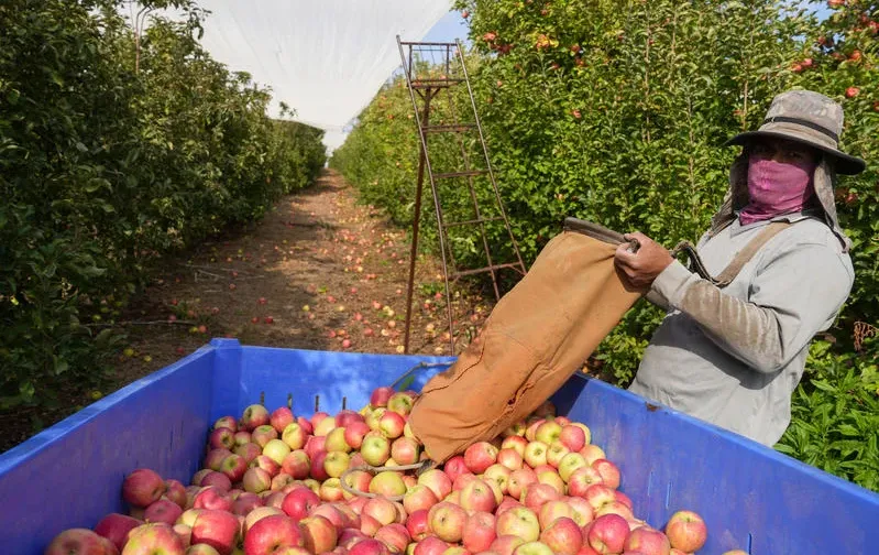 בריא או מסוכן? מה שבאמת מסתתר על קליפת התפוח בריא או מסוכן? מה שבאמת מסתתר על קליפת התפוח