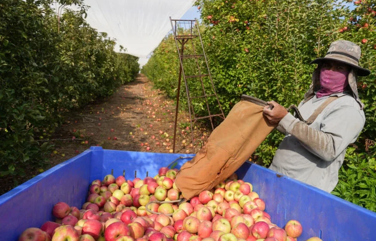 בריא או מסוכן? מה שבאמת מסתתר על קליפת התפוח בריא או מסוכן? מה שבאמת מסתתר על קליפת התפוח