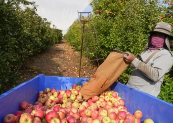 בריא או מסוכן? מה שבאמת מסתתר על קליפת התפוח בריא או מסוכן? מה שבאמת מסתתר על קליפת התפוח