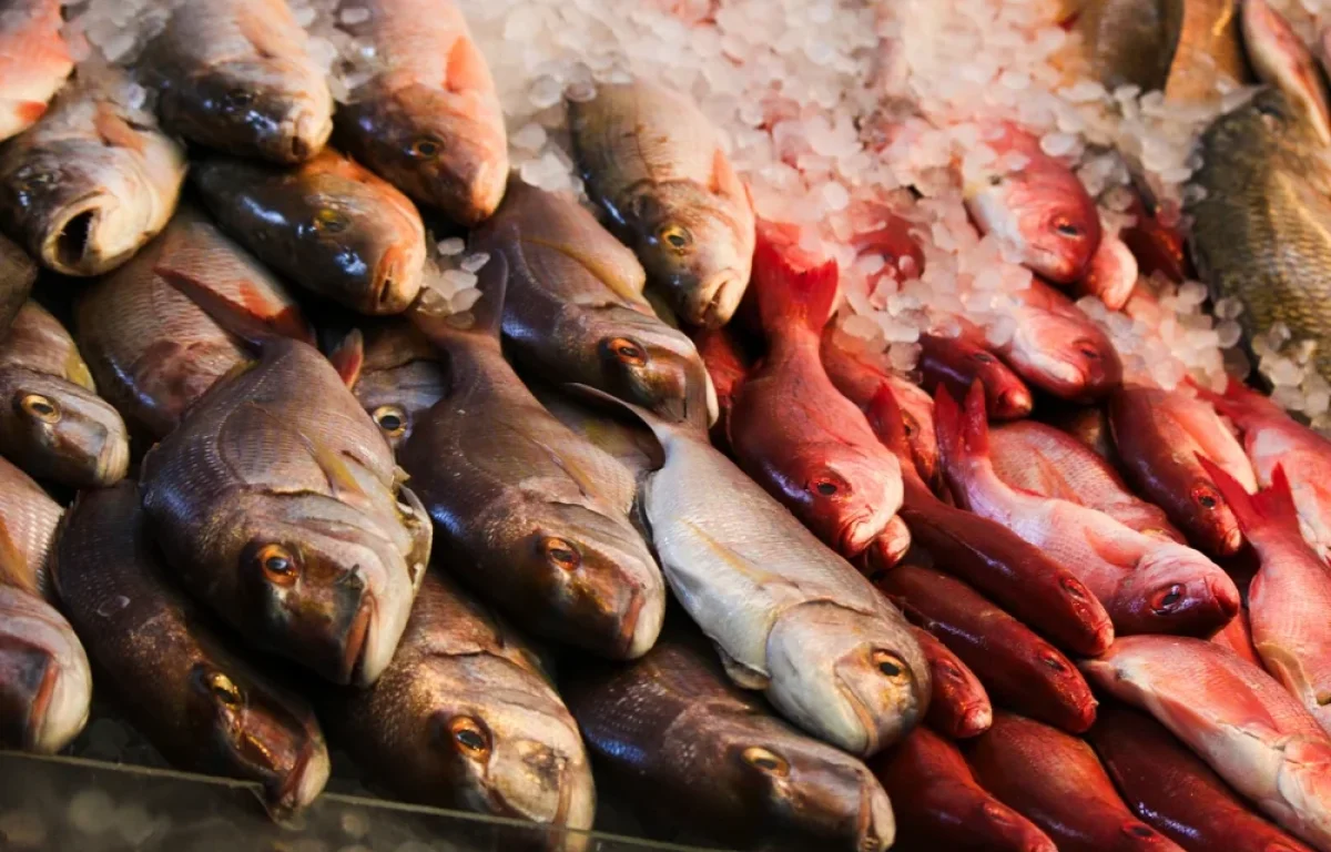 "פתח חנות דגים - ותהיה לך פרנסה": הברכה של החזון איש שממשיכה 80 שנה "פתח חנות דגים - ותהיה לך פרנסה": הברכה של החזון איש שממשיכה 80 שנה