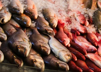 "פתח חנות דגים - ותהיה לך פרנסה": הברכה של החזון איש שממשיכה 80 שנה "פתח חנות דגים - ותהיה לך פרנסה": הברכה של החזון איש שממשיכה 80 שנה