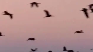 רגע מהאגדות: להקת ענק של עגורים נחתה בישראל - והתמונה מהפנטת