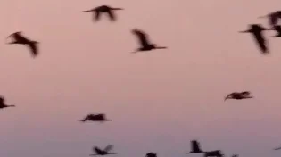 רגע מהאגדות: להקת ענק של עגורים נחתה בישראל - והתמונה מהפנטת