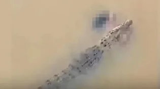 זעזוע בהודו: אישה בת 57 נטרפה על ידי תנין בעת ששחתה בנהר