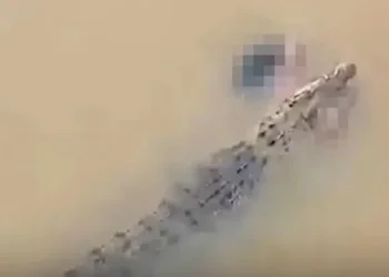 זעזוע בהודו: אישה בת 57 נטרפה על ידי תנין בעת ששחתה בנהר