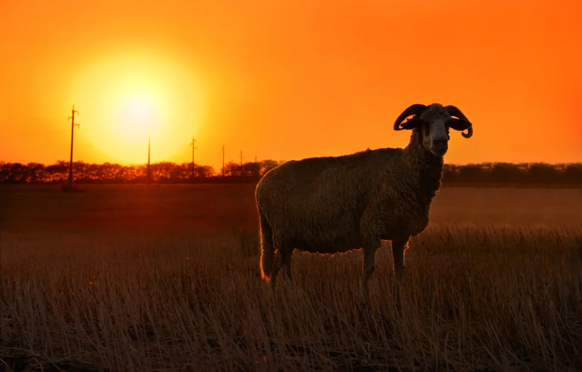 מה הסוד לתיקון המזל ואיך עקדת יצחק קשורה לזה גם היום
