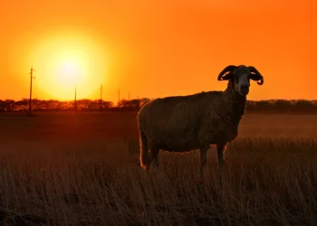 מה הסוד לתיקון המזל ואיך עקדת יצחק קשורה לזה גם היום