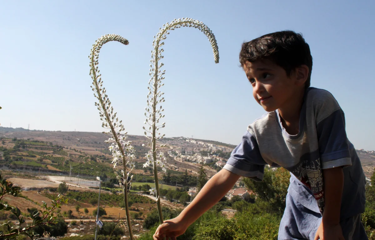 החצב: הצמח שחשף גבולות בארץ ישראל ונחשב מסוכן עד היום