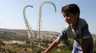 החצב: הצמח שחשף גבולות בארץ ישראל ונחשב מסוכן עד היום
