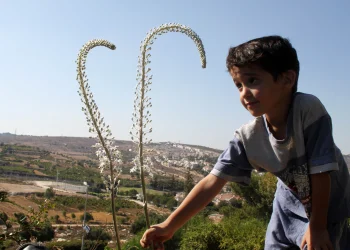 החצב: הצמח שחשף גבולות בארץ ישראל ונחשב מסוכן עד היום