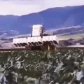 בלי טיפה של ריסוס: רובוט חדש מחסל עשבים בלייזר ובמהירות שלא תיאמן