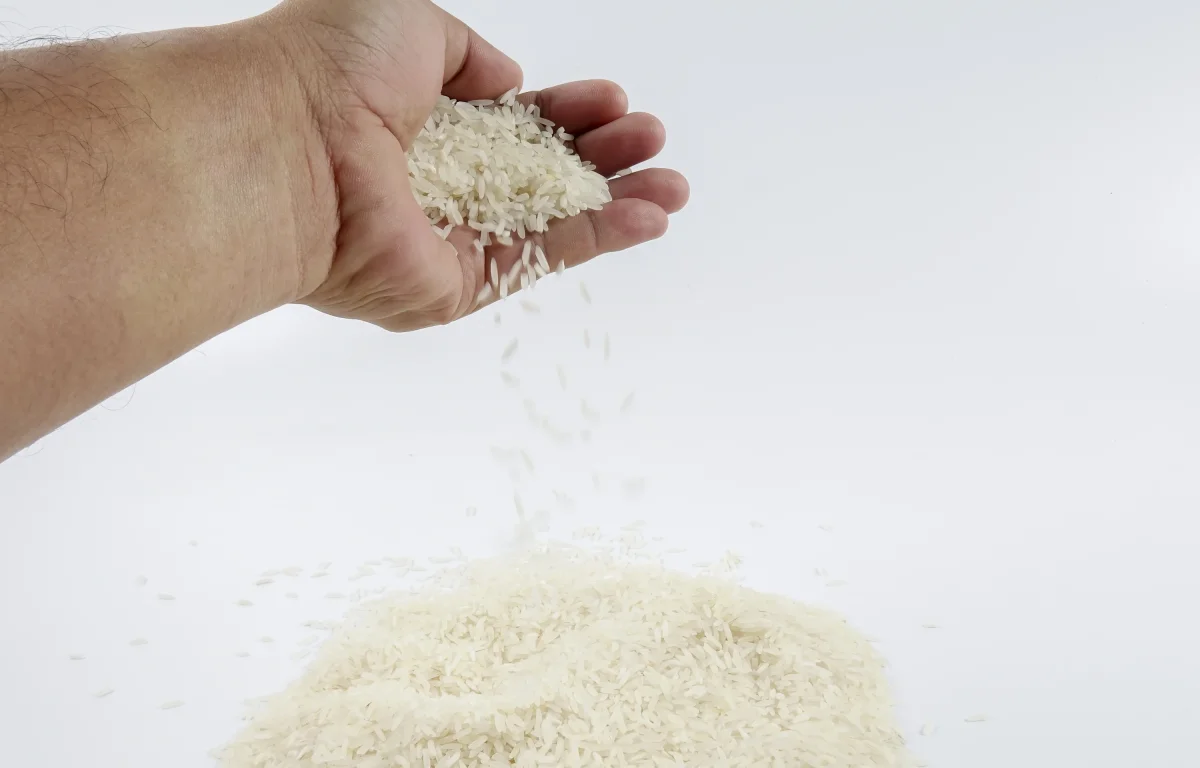 בדיקת אורז בדיקת אורז