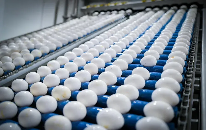 שומרים ביצים בדלת המקרר? זו כנראה טעות שומרים ביצים בדלת המקרר? זו כנראה טעות