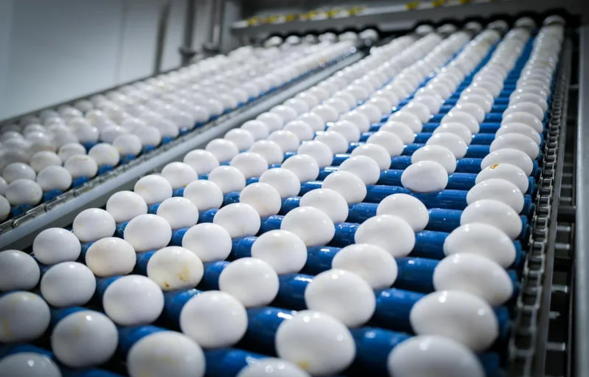 שומרים ביצים בדלת המקרר? זו כנראה טעות