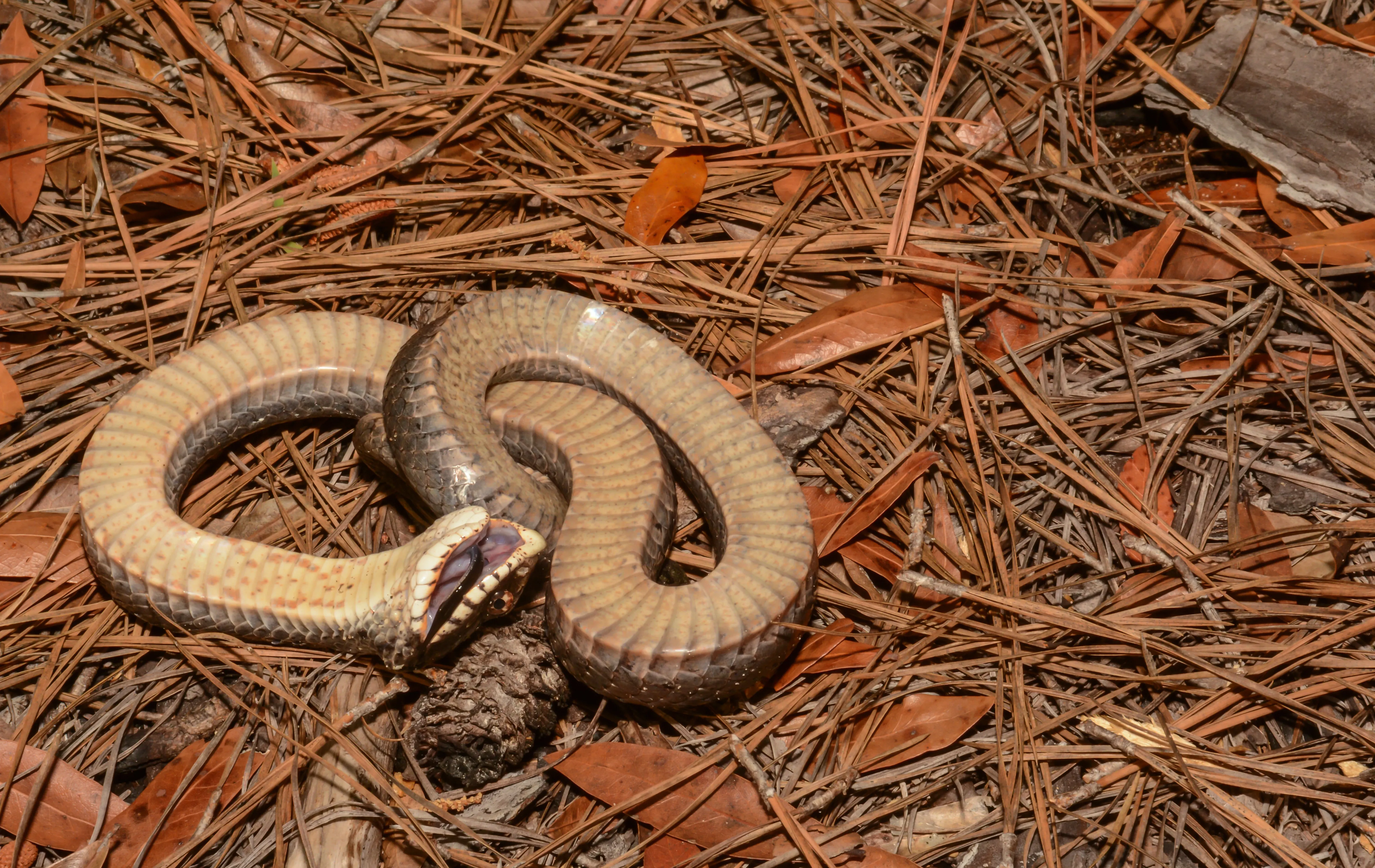 נחש ההוגנוז נחש ההוגנוז
