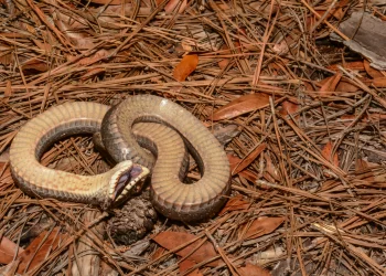 נחש ההוגנוז נחש ההוגנוז