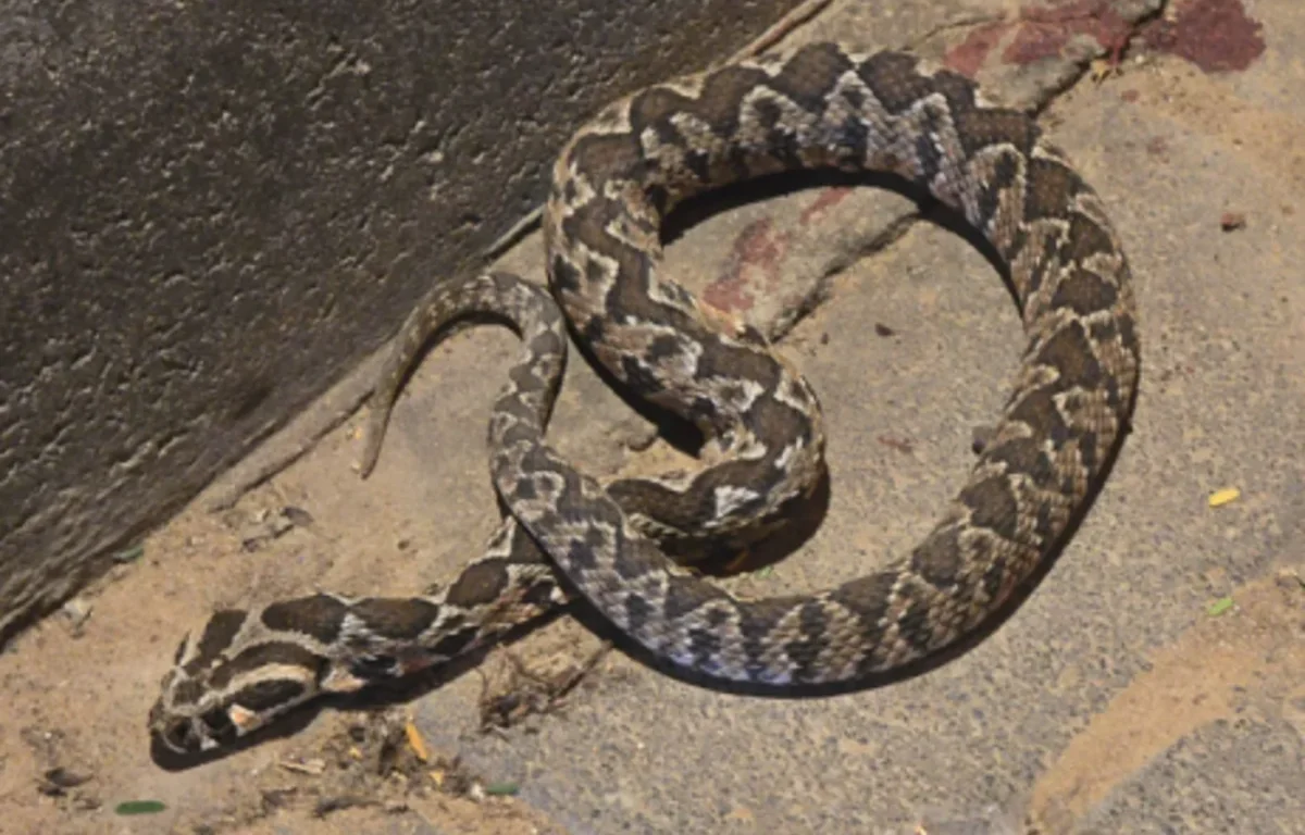 סכנה בלב העיר: צעיר הוכש על ידי נחש באלעד