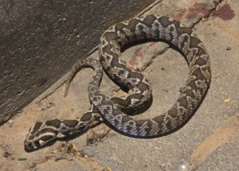 סכנה בלב העיר: צעיר הוכש על ידי נחש באלעד