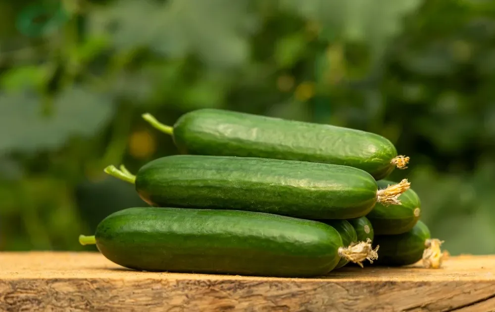 שומרים מלפפונים במקרר ככה? זו הטעות שהורסת לכם אותם שומרים מלפפונים במקרר ככה? זו הטעות שהורסת לכם אותם