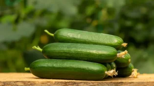 שומרים מלפפונים במקרר ככה? זו הטעות שהורסת לכם אותם