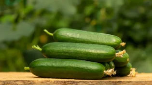שומרים מלפפונים במקרר ככה? זו הטעות שהורסת לכם אותם