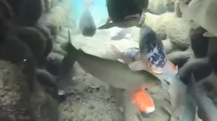 מה רבו מעשיך ה׳: דגים שוחים בתעלות ניקוז ומעוררים השתאות