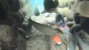 מה רבו מעשיך ה׳: דגים שוחים בתעלות ניקוז ומעוררים השתאות