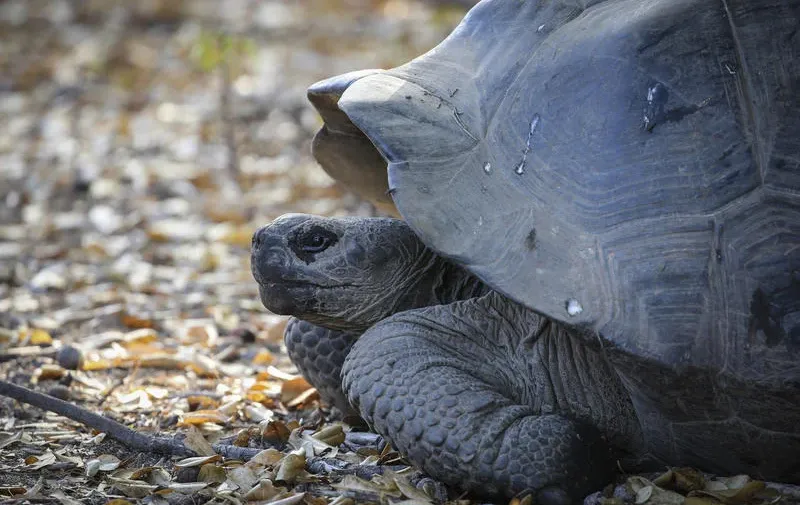 הצבה ששרדה שתי מלחמות עולם הלכה לעולמה בגיל 141