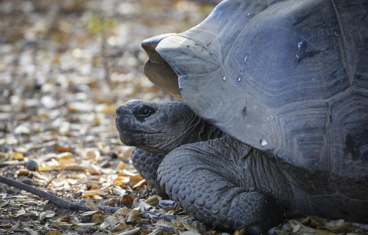 הצבה ששרדה שתי מלחמות עולם הלכה לעולמה בגיל 141