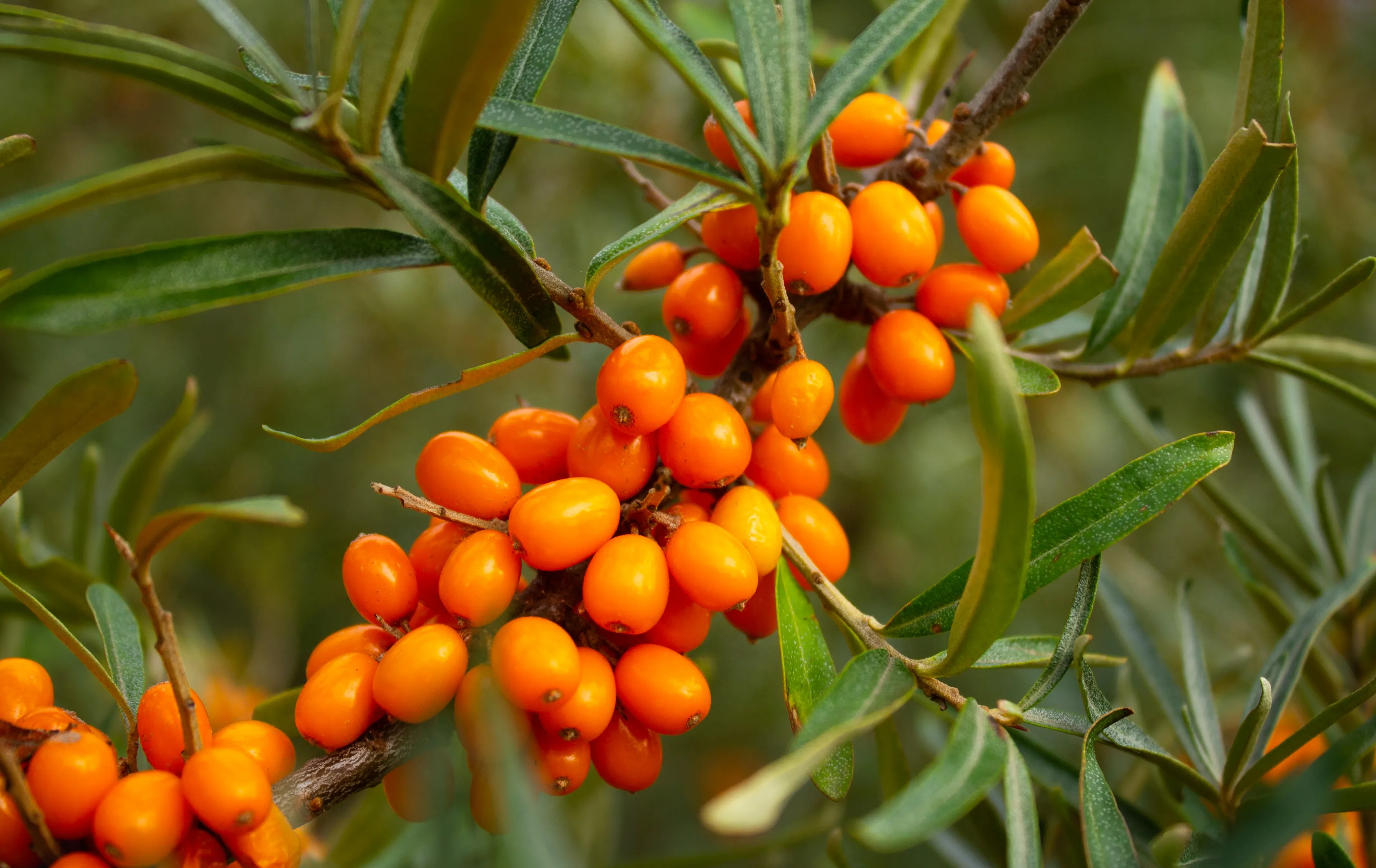 איך צמח קוצני עתיק הפך ללהיט של עולם הבריאות המודרני