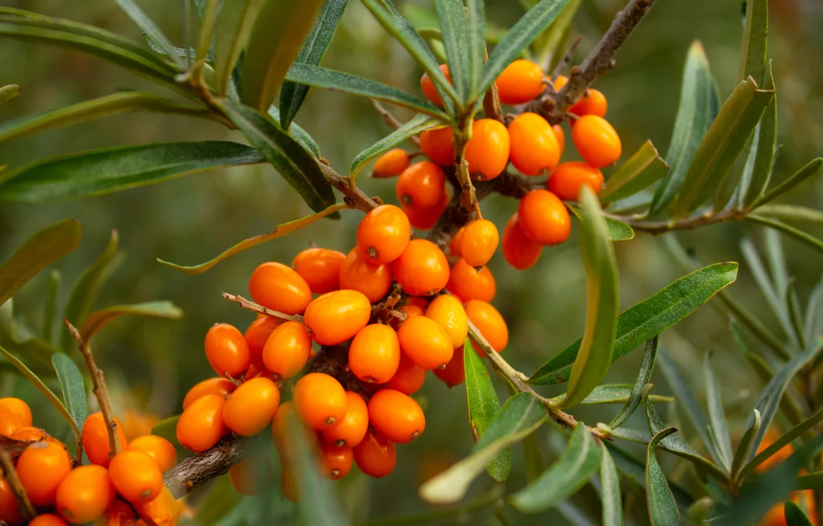 איך צמח קוצני עתיק הפך ללהיט של עולם הבריאות המודרני
