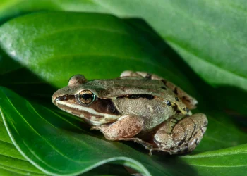 היצור הזה קופא לגמרי, ומתעורר מחדש