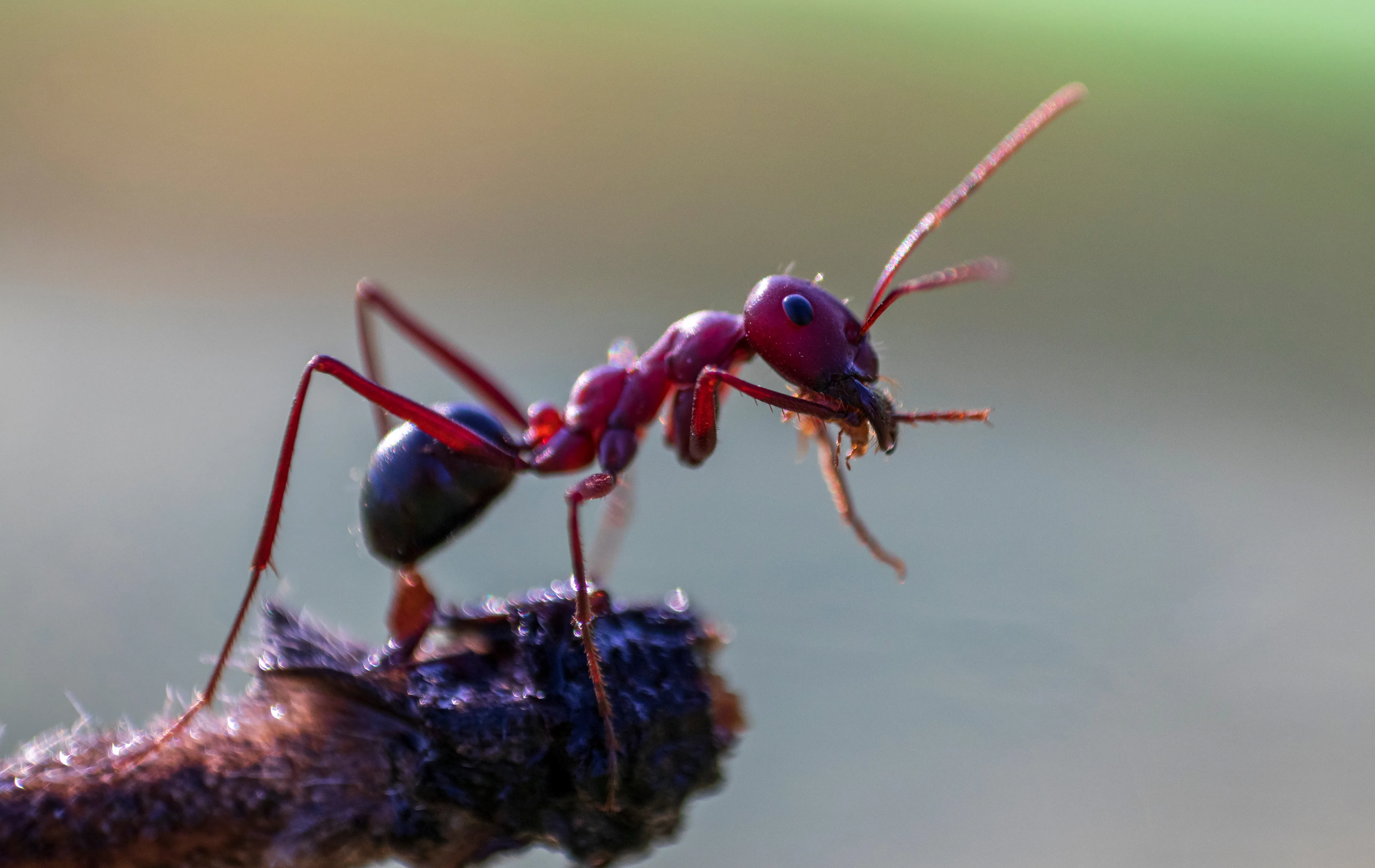 שלושה מילימטרים בלי עוקץ ובלי כוח. הנמלה הארגנטינאית. שלושה מילימטרים בלי עוקץ ובלי כוח. הנמלה הארגנטינאית.