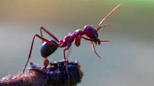 הנמלה הזעירה הזאת כבשה יבשות ושינתה סדרי טבע