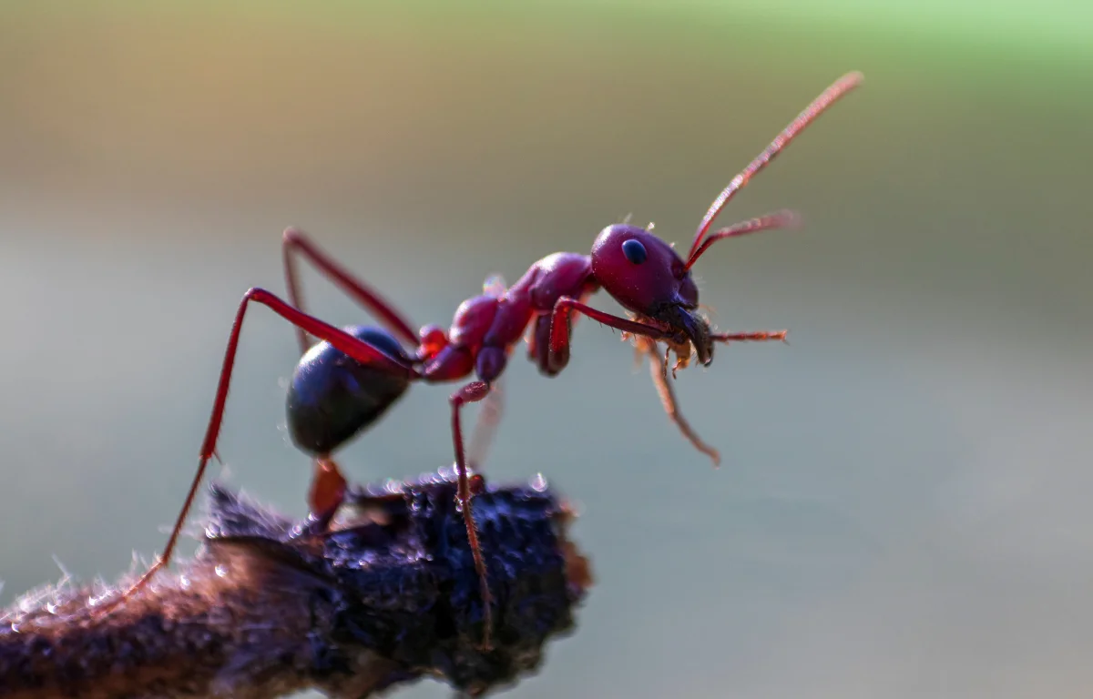 שלושה מילימטרים בלי עוקץ ובלי כוח. הנמלה הארגנטינאית. 