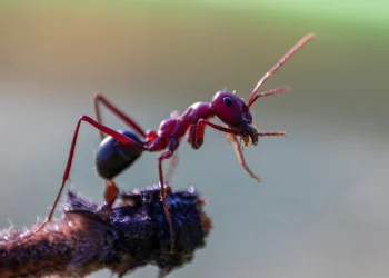 שלושה מילימטרים בלי עוקץ ובלי כוח. הנמלה הארגנטינאית. 