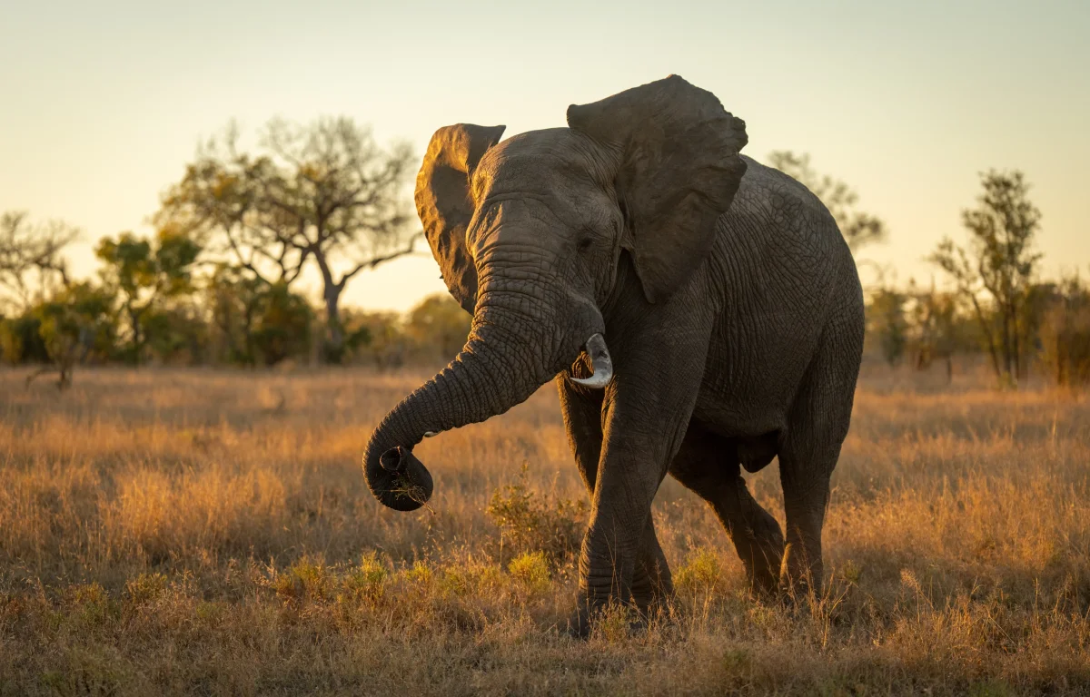 הפיל הענק עם הזיכרון והרגש שמפתיעים את העולם