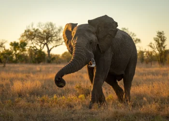 הפיל הענק עם הזיכרון והרגש שמפתיעים את העולם