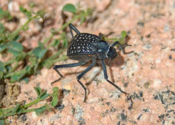 איך חיפושית אחת שורדת במדבר הצחיח בעולם, והסוד שמאחוריה