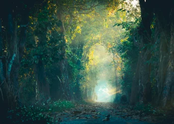 המתנה של ימי השובבי"ם: מתעוררים אורות התשובה