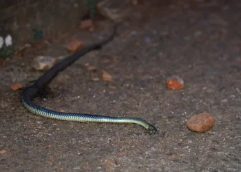 הסתמכה על ה-CHAT GPT וכמעט הוכשה ע"י נחש