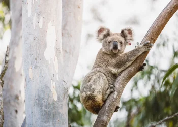 הקואלה - ישנה 18 שעות ביממה