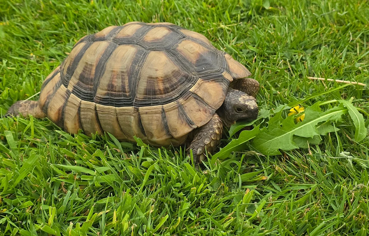 צב יבשה בתרדמת חורף