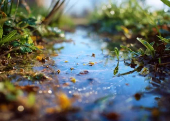 שלולית חורף אחת חושפת סוד מטורף של הבריאה